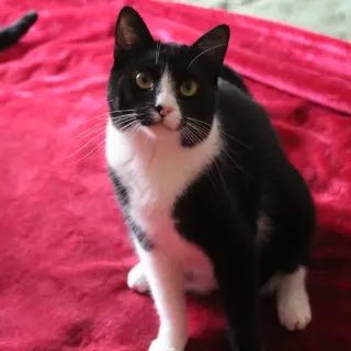 Miño (Con Meiga)