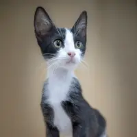 Adopta a Roro