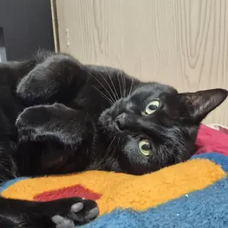 Bug