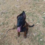 Adopta a Yanky