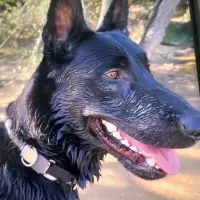Adopta a Ringo