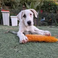 Adopta a Blaqui