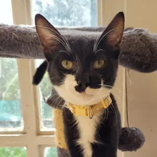 Bart