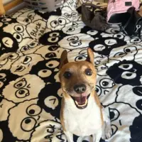Adopta a Milo