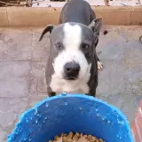 Adopta a Akiles