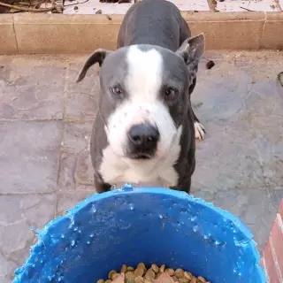 Akiles