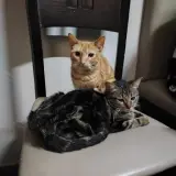 Adopta a Lulu Y Pomelo