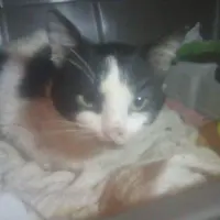 Adopta a Rio