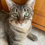 Adopta a Plátano
