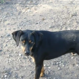 Adopta a Pluto