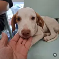 Adopta a Tim