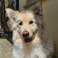 Adopta a Kira