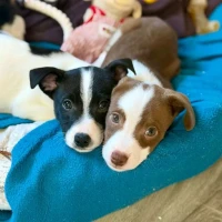 Adopta a Bobal Y Verdejo