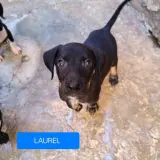 Adopta a Laurel