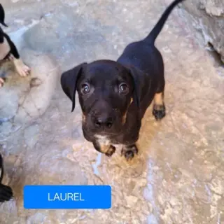 Laurel
