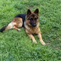 Adopta a Marc