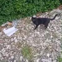 Adopta a Gatitos