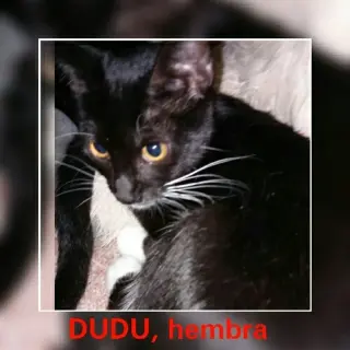 Dudú