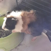 Adopta a Cobaya Hembra 1