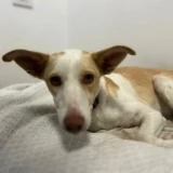 Adopta a Nube, Perrita Pequeña Tlf 645978718