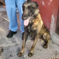 Adopta a Felipe