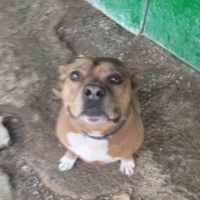 Adopta a Tyson Marrón