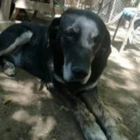 Adopta a Shadow