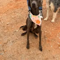 Adopta a Chelsea
