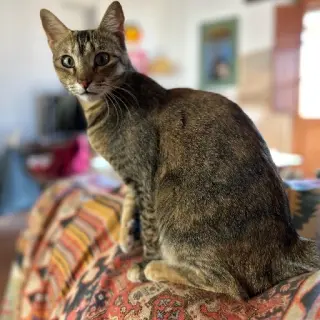 Estrella