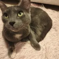 Adopta a Lily