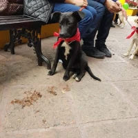 Adopta a Sonora