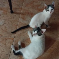 Adopta a Lina Y Cloe Mer