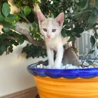 Adopta a Algodón.
