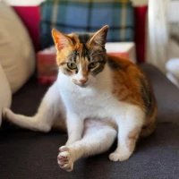 Adopta a Gladys