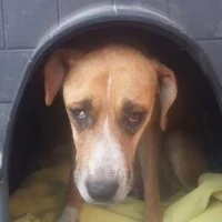 Adopta a Peggy