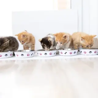 Gatit@S En Adopción