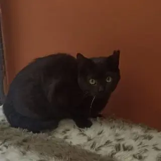 Luis