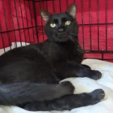 Adopta a Neko