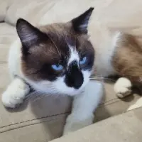 Adopta a Gimo