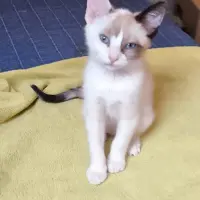 Adopta a Pelusa