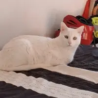 Adopta a Goio