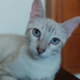 Adopta a Neko