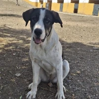 Adopta a Kaysa