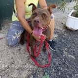 Adopta a Dori