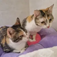 Adopta a Valentina Y Paulina