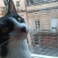 Adopta a Pongo
