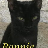 Adopta a Bonnie
