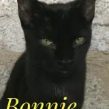 Adopta a Bonnie