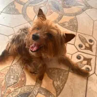 Adopta a Coco,  Yorkshire Tlf 645978718