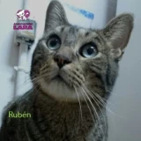 Adopta a Ruben